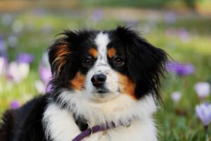 hund mit diabetes
