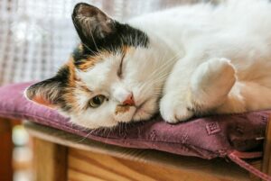 Katze mit Diabetes